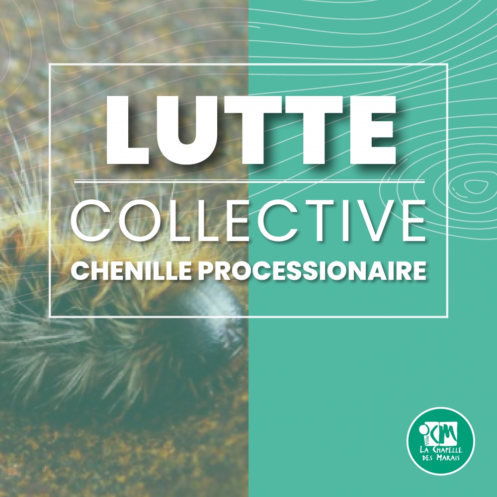 Campagne collective : la chenille processionnaire
