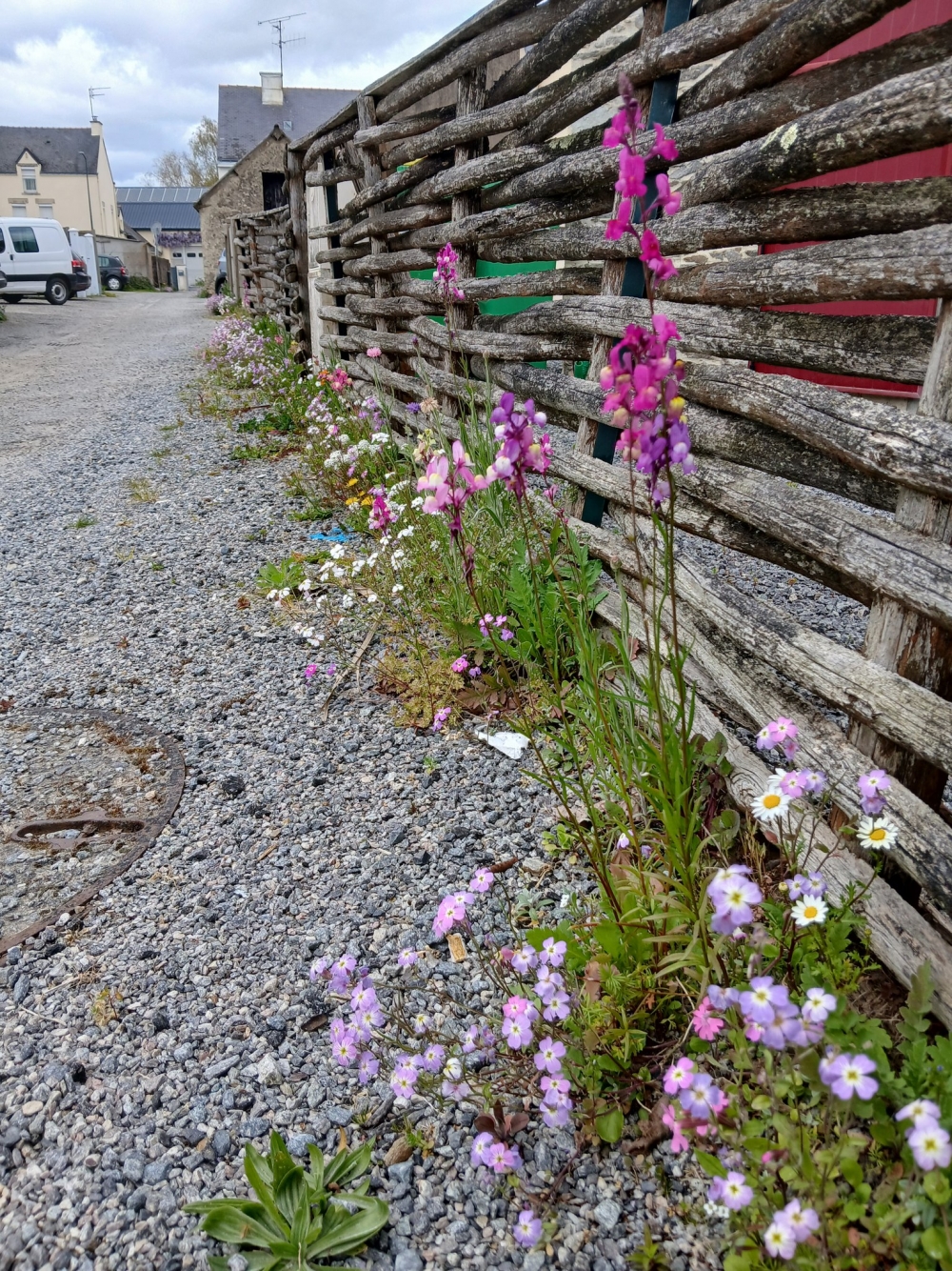 Des fleurs dans les rues