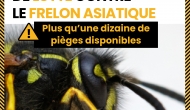 Campagne collective : lutte contre le frelon asiatique