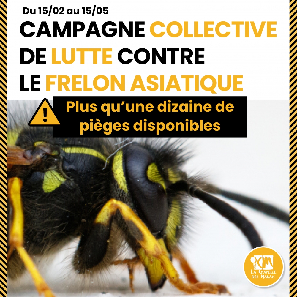 Campagne collective : lutte contre le frelon asiatique
