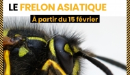 Campagne collective de lutte contre frelon asiatique
