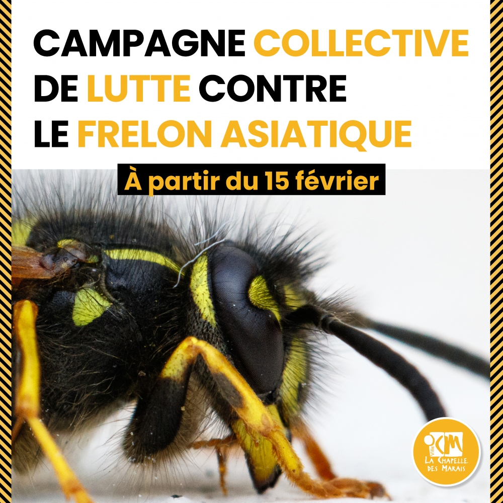 Campagne collective de lutte contre frelon asiatique