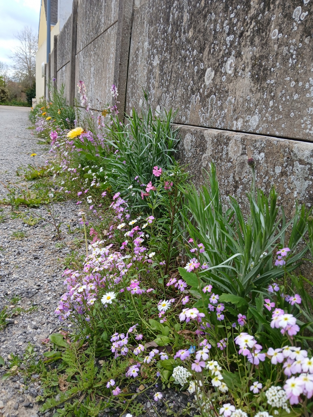 Des fleurs dans les rues